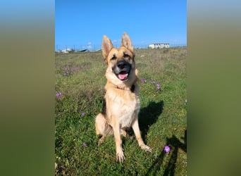 Felicitas sucht ihr sicheres Zuhause