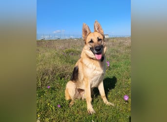 Felicitas sucht ihr sicheres Zuhause
