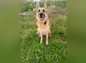 Felicitas sucht ihr sicheres Zuhause