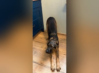 Nicole - befindet sich in einer Pflegestelle in 55765 Birkenfeld