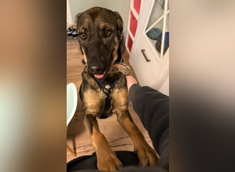 Nicole - befindet sich in einer Pflegestelle in 55765 Birkenfeld