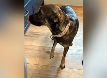 Nicole - befindet sich in einer Pflegestelle in 55765 Birkenfeld