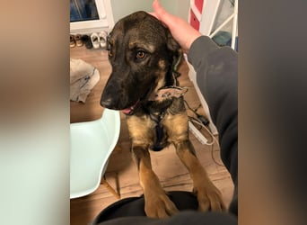 Nicole - befindet sich in einer Pflegestelle in 55765 Birkenfeld