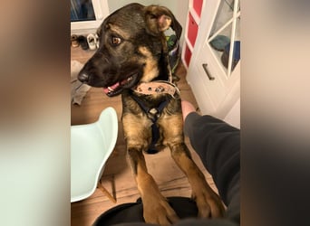 Nicole - befindet sich in einer Pflegestelle in 55765 Birkenfeld