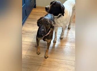 Nicole - befindet sich in einer Pflegestelle in 55765 Birkenfeld