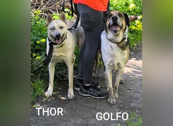 Thor möchte dein Herz im Sturm erobern