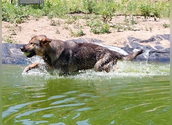 Bonzo möchte zu jemandem gehören...