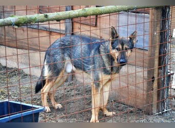 Bonzo, Rüde, sucht seine Menschen