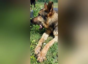 Bonzo möchte zu jemandem gehören...