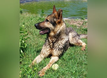 Bonzo möchte zu jemandem gehören...