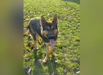 Bonzo möchte zu jemandem gehören...