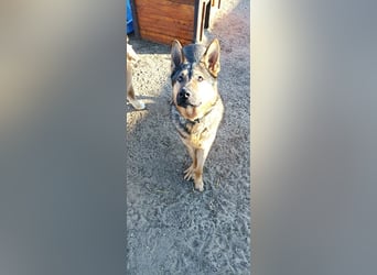 Bonzo möchte zu jemandem gehören...