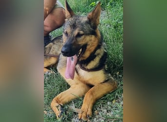 Bonzo, Rüde, sucht seine Menschen