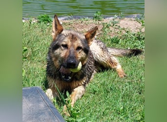 Bonzo möchte zu jemandem gehören...