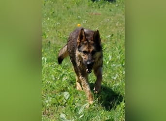 Bonzo, Rüde, sucht seine Menschen
