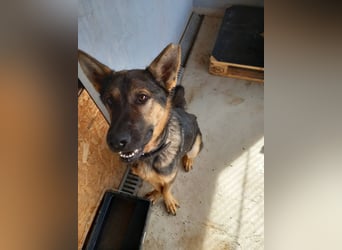 Bonzo möchte zu jemandem gehören...