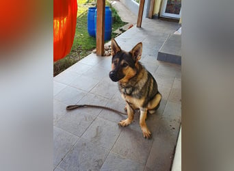 Bonzo, Rüde, sucht seine Menschen
