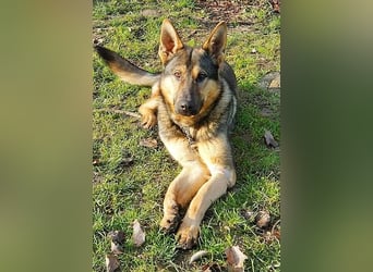 Bonzo, Rüde, sucht seine Menschen