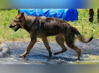 Bonzo möchte zu jemandem gehören...