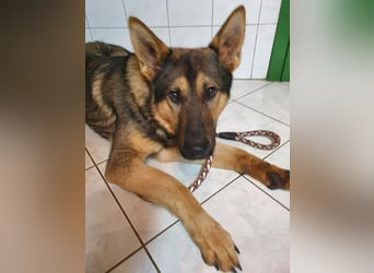 Bonzo, Rüde, sucht seine Menschen