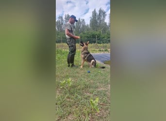 Bonzo möchte zu jemandem gehören...