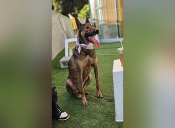 lieber Schäferhund Mix möchte gerne Dein Begleiter sein, 21 geb. 32kg