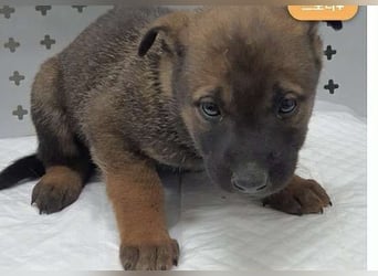 lieber Schäferhund Mix möchte gerne Dein Begleiter sein, 21 geb. 32kg