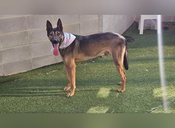 lieber Schäferhund Mix möchte gerne Dein Begleiter sein, 21 geb. 32kg