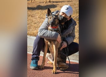 lieber Schäferhund Mix möchte gerne Dein Begleiter sein, 21 geb. 32kg