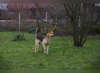 BASTI – Freiheitsliebender Rüde sucht aktive Menschen