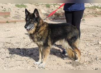 BRIGITTE außergewöhnlich sanfte Traumhündin sucht  liebevolles  Für-immer-Zuhause