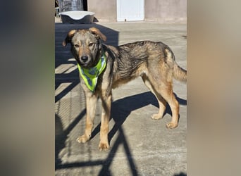 THOR-verspielter, energiegeladener, alberner Hundebub sucht sehnsüchtig sein Zuhause