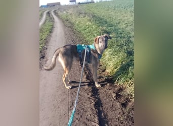 THOR-verspielter, energiegeladener, alberner Hundebub sucht sehnsüchtig sein Zuhause