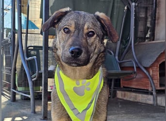 THOR-verspielter, energiegeladener, alberner Hundebub sucht sehnsüchtig sein Zuhause