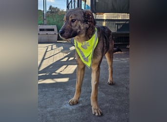 THOR-verspielter, energiegeladener, alberner Hundebub sucht sehnsüchtig sein Zuhause