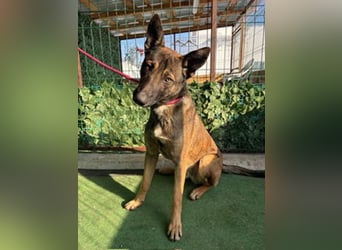 HUNTER-gesellig, verspielt, zutrauich, liebenswert sucht sehnsüchtig seine Familie