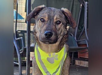 THOR-verspielter, energiegeladener, alberner Hundebub sucht sehnsüchtig sein Zuhause