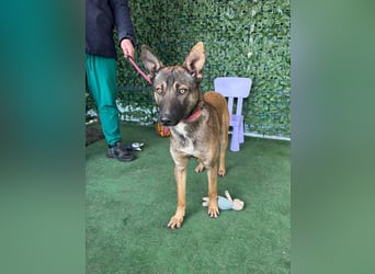 HUNTER-gesellig, verspielt, zutrauich, liebenswert sucht sehnsüchtig seine Familie