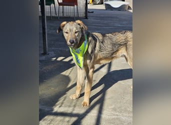 THOR-verspielter, energiegeladener, alberner Hundebub sucht sehnsüchtig sein Zuhause