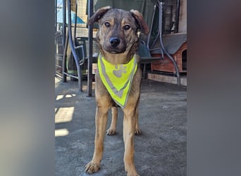 THOR-verspielter, energiegeladener, alberner Hundebub sucht sehnsüchtig sein Zuhause