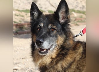 BRIGITTE außergewöhnlich sanfte Traumhündin sucht  liebevolles  Für-immer-Zuhause