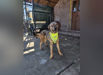 THOR-verspielter, energiegeladener, alberner Hundebub sucht sehnsüchtig sein Zuhause