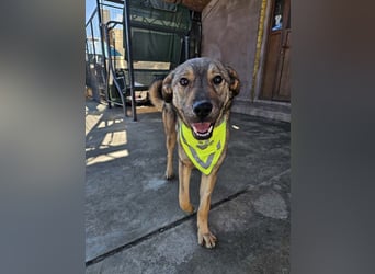 THOR-verspielter, energiegeladener, alberner Hundebub sucht sehnsüchtig sein Zuhause