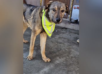 THOR-verspielter, energiegeladener, alberner Hundebub sucht sehnsüchtig sein Zuhause