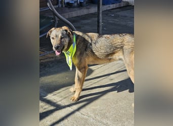 THOR-verspielter, energiegeladener, alberner Hundebub sucht sehnsüchtig sein Zuhause