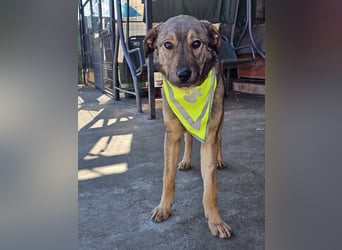 THOR-verspielter, energiegeladener, alberner Hundebub sucht sehnsüchtig sein Zuhause