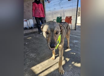 THOR-verspielter, energiegeladener, alberner Hundebub sucht sehnsüchtig sein Zuhause