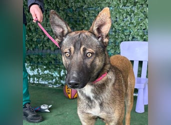 HUNTER-gesellig, verspielt, zutrauich, liebenswert sucht sehnsüchtig seine Familie