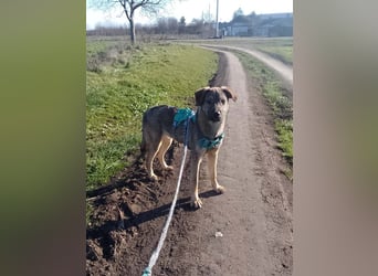 THOR-verspielter, energiegeladener, alberner Hundebub sucht sehnsüchtig sein Zuhause