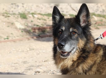 BRIGITTE außergewöhnlich sanfte Traumhündin sucht  liebevolles  Für-immer-Zuhause